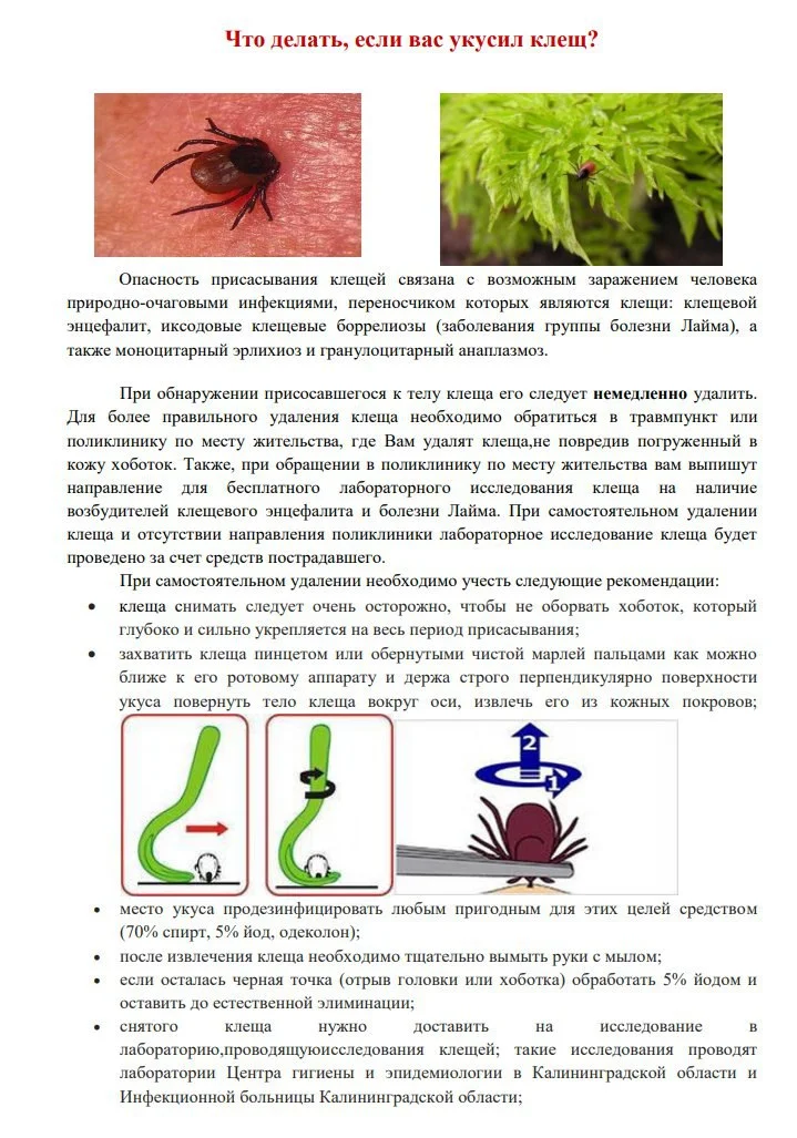 Что делать, если укусил клещ?