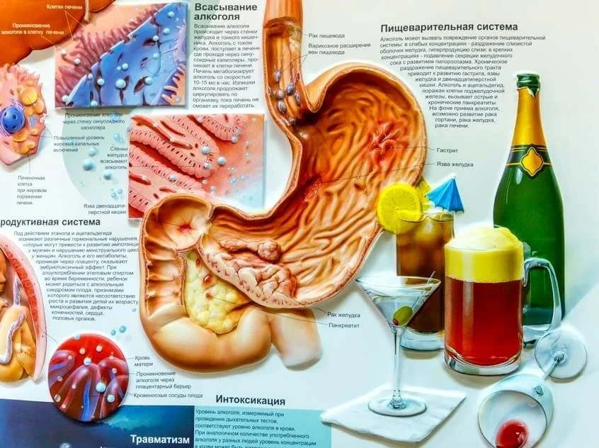 Влияние алкоголя на желудочно-кишечный тракт