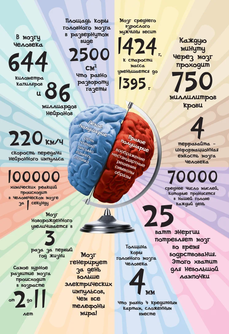 Удивительный мозг