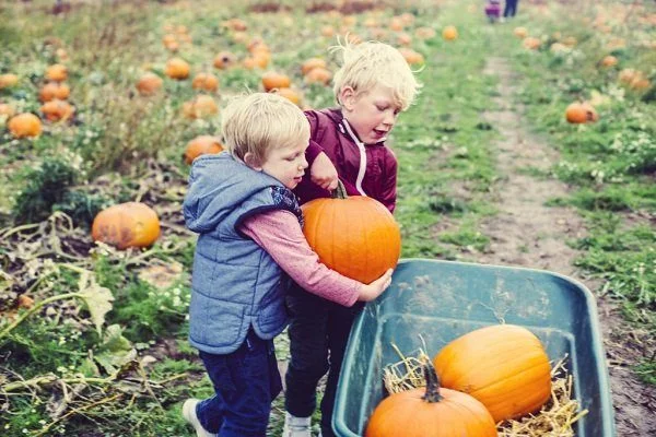 Ее величество Тыква!