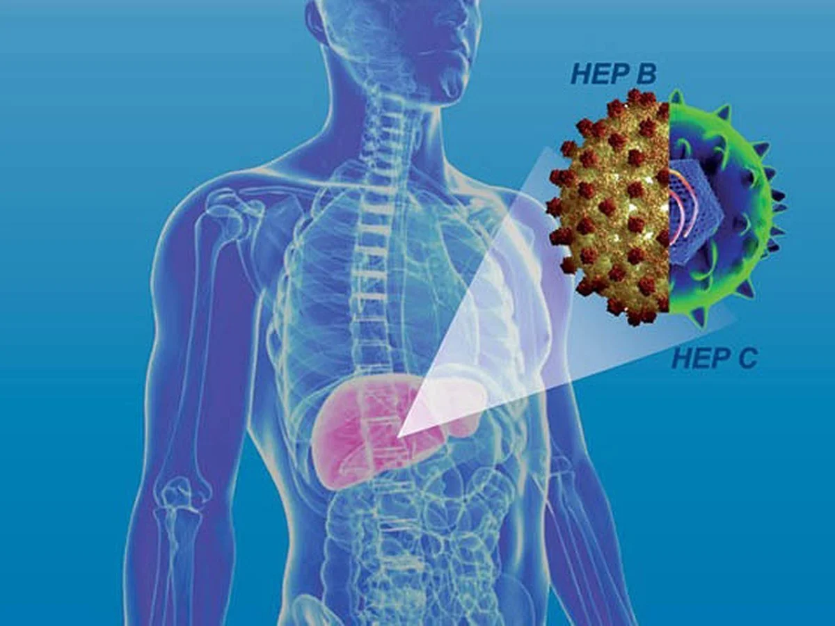 Вирусные гепатиты В и С: что должен знать каждый