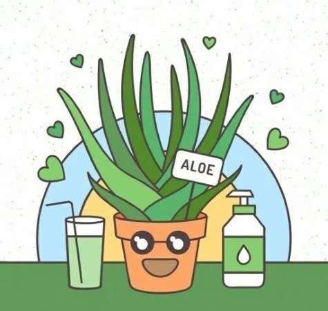 Алоэ - помощник кожи лица!