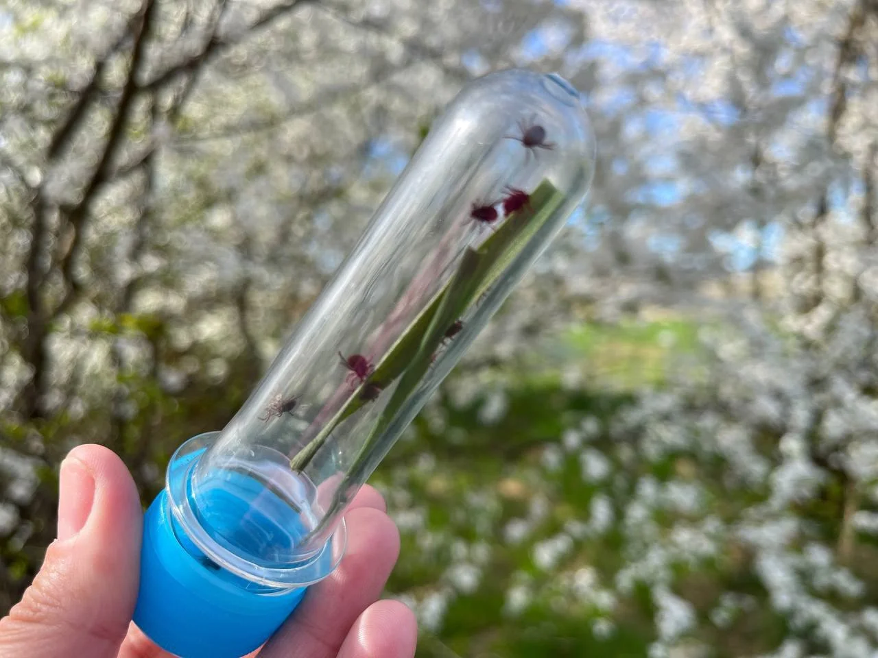 Информация для населения о проведении лабораторных исследований клещей в 2023 году