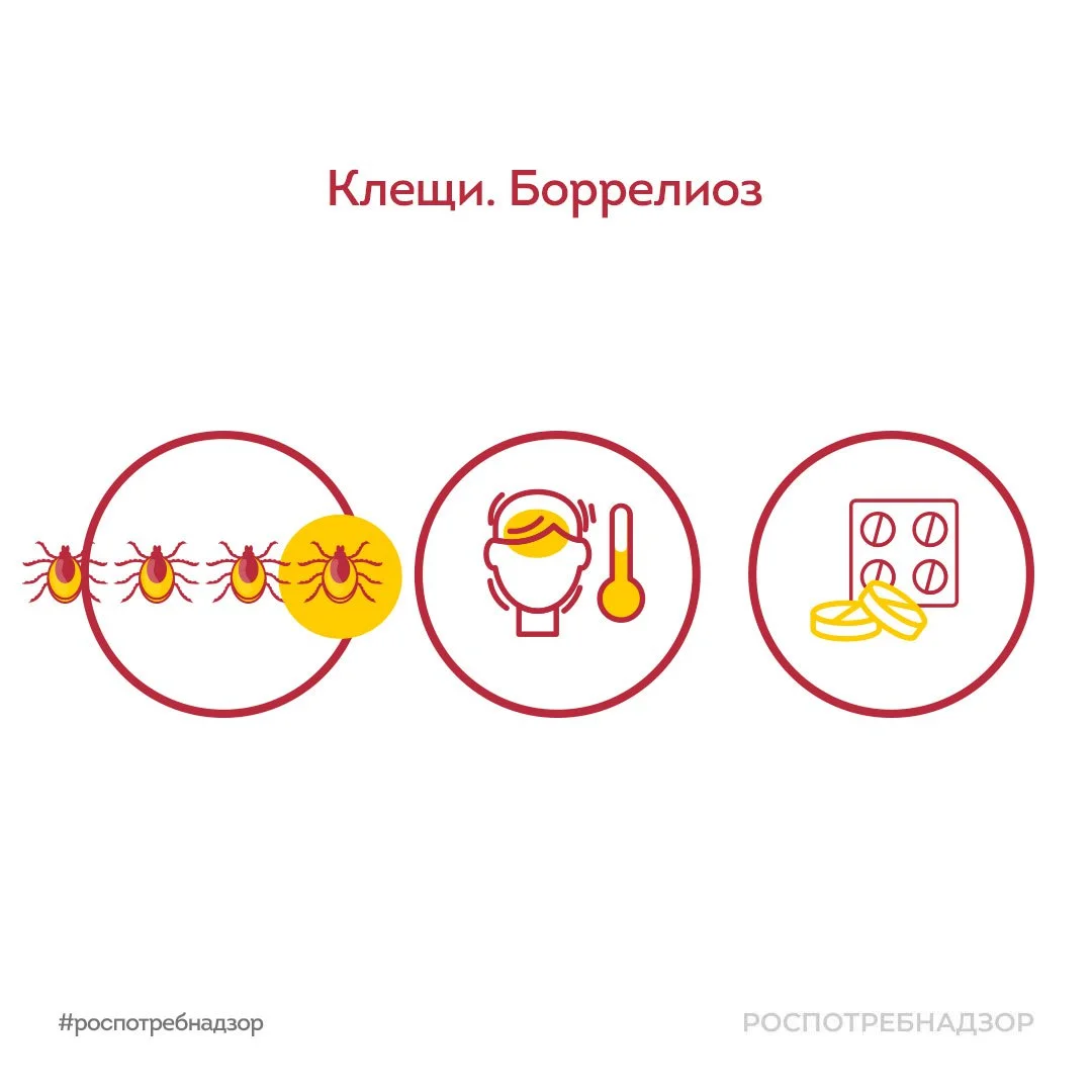 И снова клещи! В этот раз мы расскажем про боррелиоз, также известный как болезнь Лайма