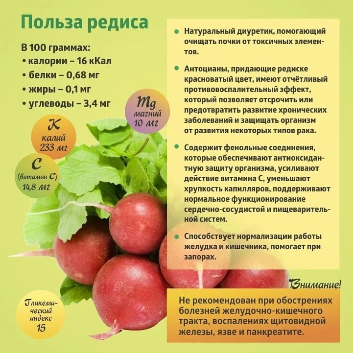 Коротко о полезном. Редис