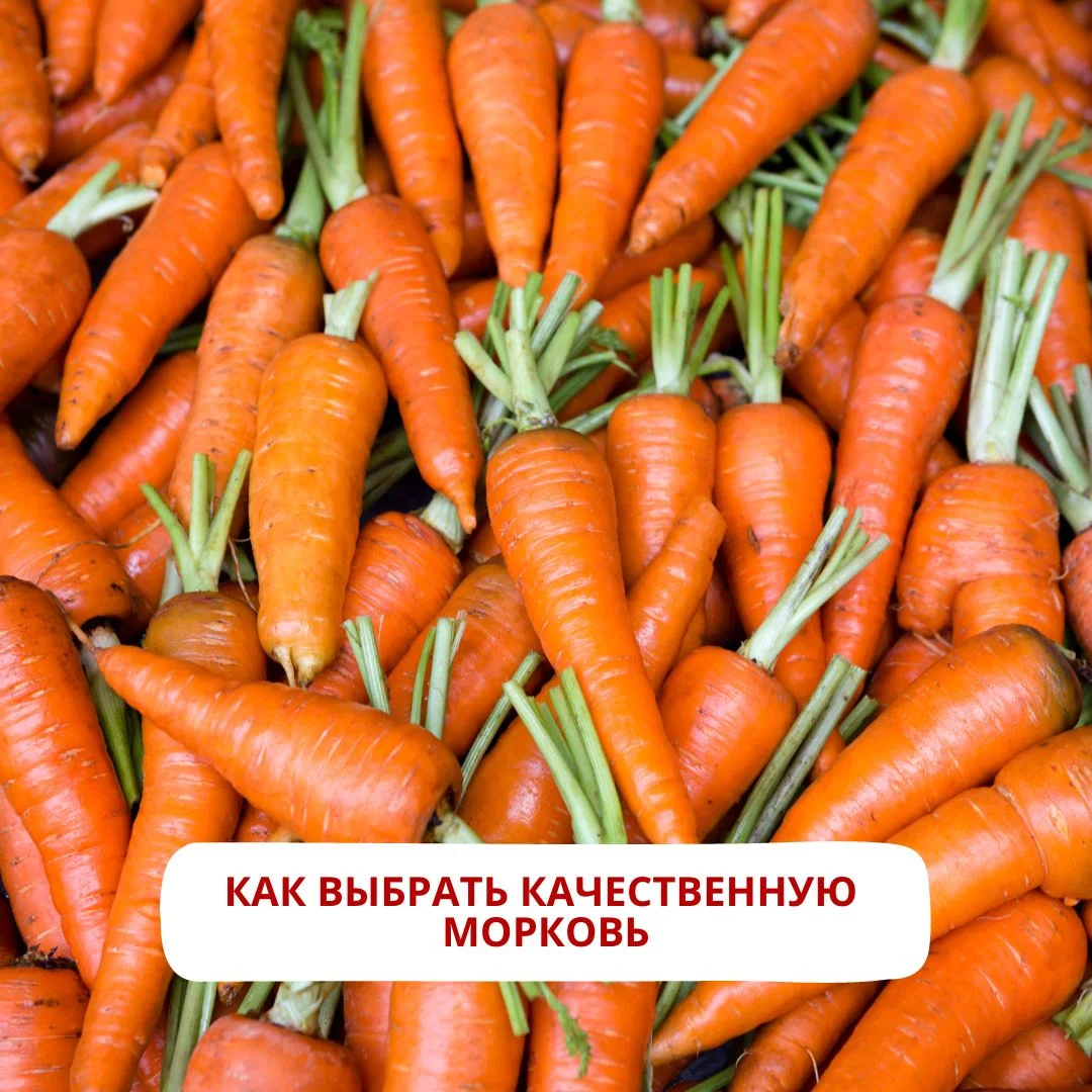 Как выбрать качественную морковь?