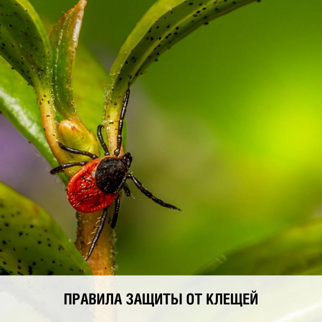 Правила защиты от клещей