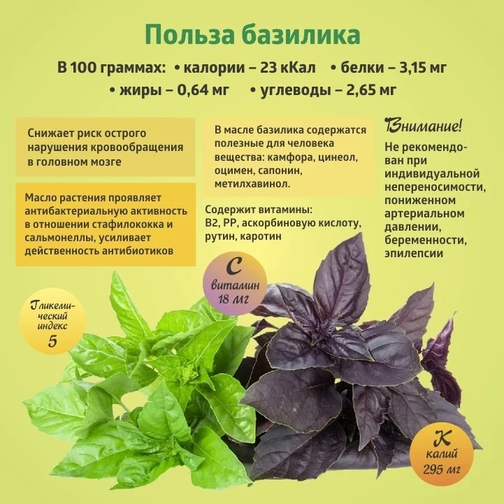 Коротко о полезном. Базилик