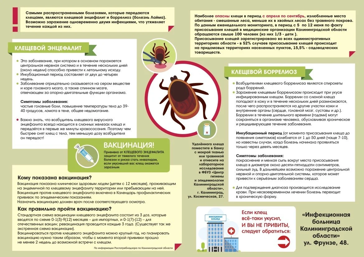 памятка как избежать заболевание клещевым энцефалитом и боррелиозом