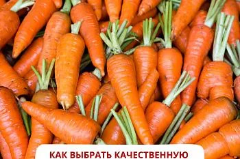 Как выбрать качественную морковь?