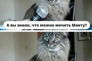 Можно ли мочить Манту?