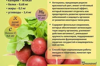 Коротко о полезном. Редис