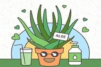 Алоэ - помощник кожи лица! Алоэ - помощник кожи лица!