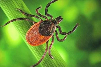 Как защититься от клещей Как защититься от клещей