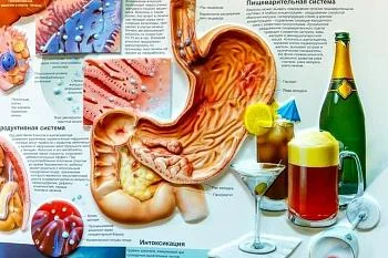Влияние алкоголя на желудочно-кишечный тракт