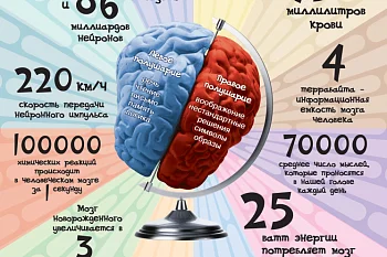 Удивительный мозг