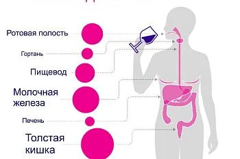 Алкоголь может вызвать 7 видов рака!