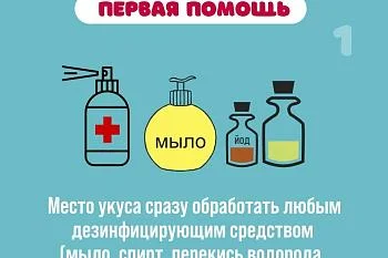 Укусы насекомых. Правила оказания первой помощи