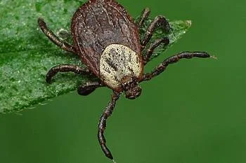 В регионе продолжается прививочная кампания против клещевого энцефалита В регионе продолжается прививочная кампания против клещевого энцефалита