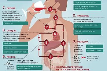 Влияние алкоголя на различные органы человека