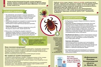 памятка как избежать заболевание клещевым энцефалитом и боррелиозом