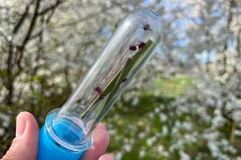 Информация для населения о проведении лабораторных исследований клещей в 2023 году